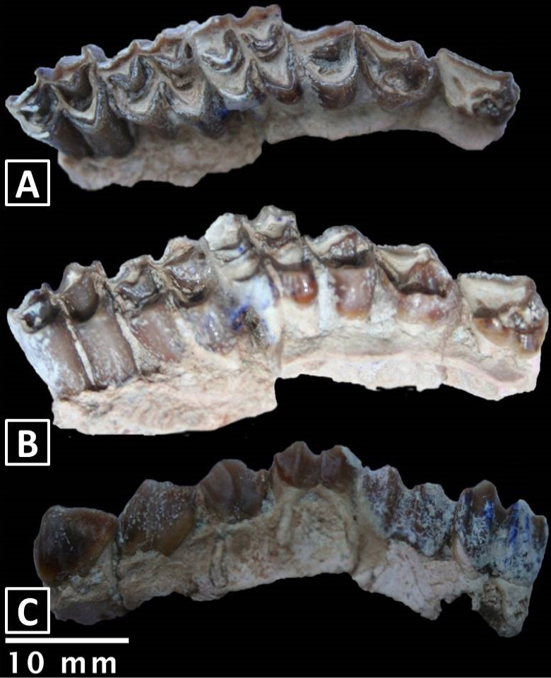 Fig. 3.