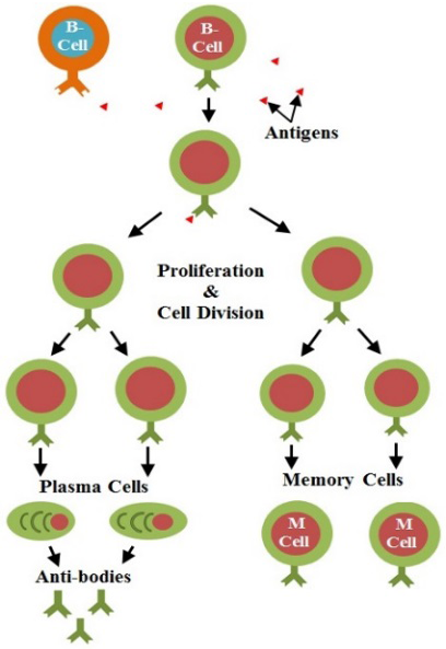 Figure 3: