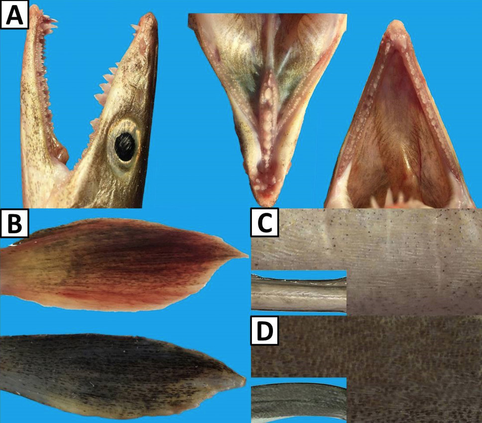 Fig. 3.