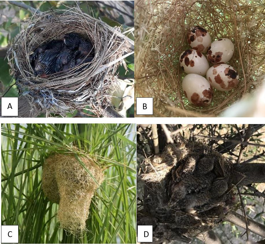 Figure 2: