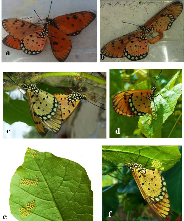 Figure 3: