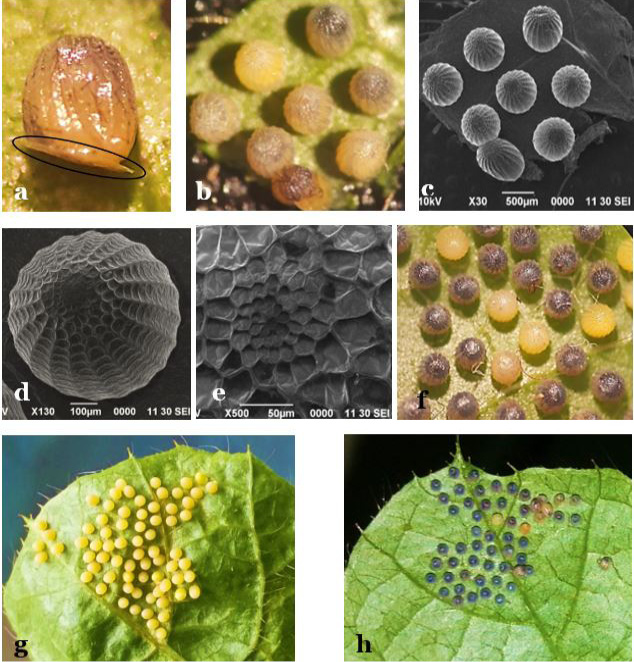 Figure 4: