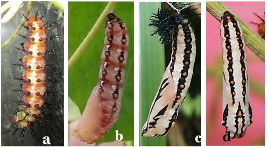 Figure 7:
