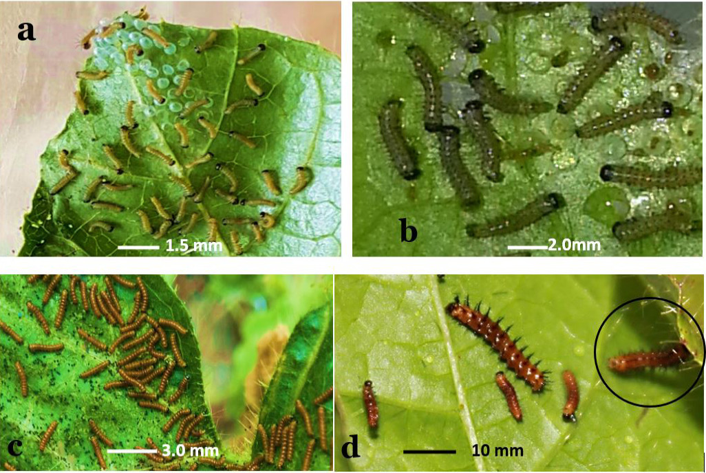 Figure 5: