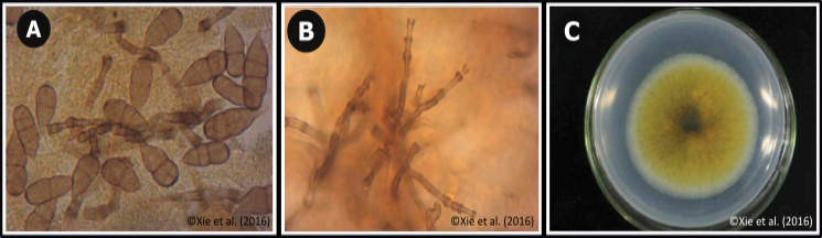 Figure 3: