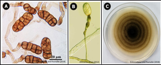 Figure 2: