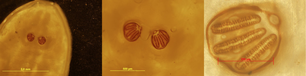 Figure 2: