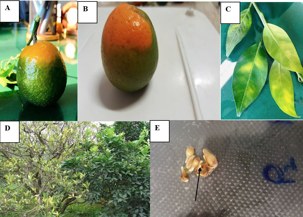 Figure 1: