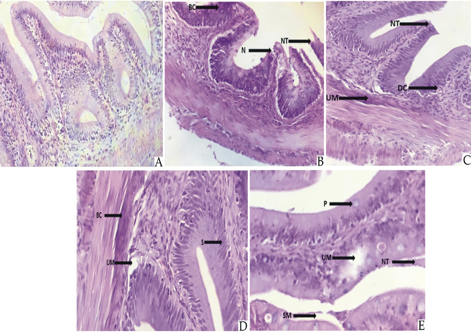 Fig. 5.