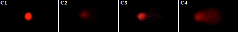 Fig. 10.