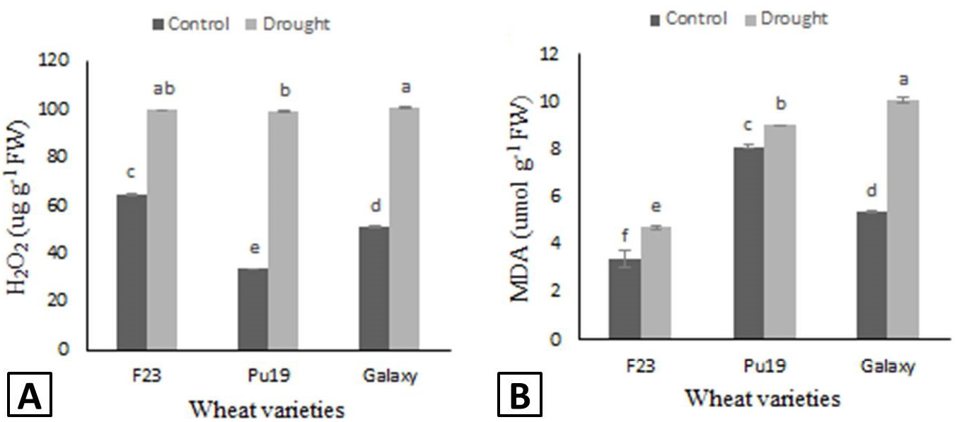Figure 4: