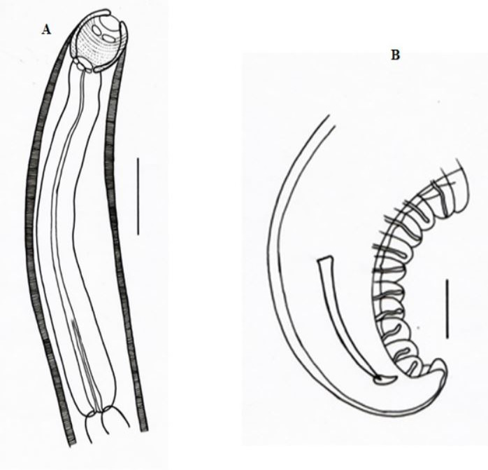 Figure 2: