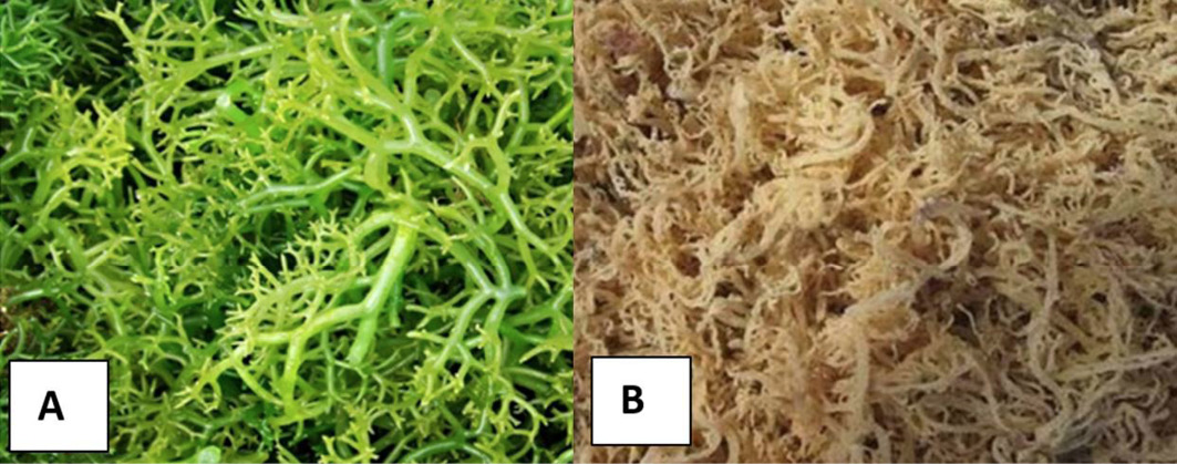 Figure 2: