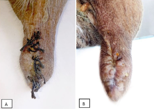 Figure 2: