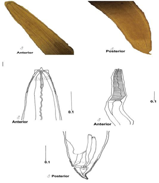 Figure 2: