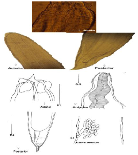 Figure 1: