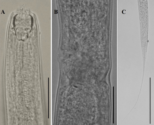 Figure 4: