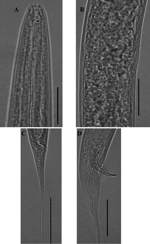 Figure 6: