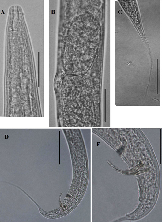 Figure 2: