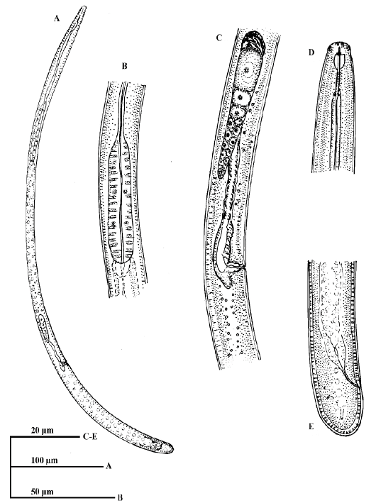 Figure 6: