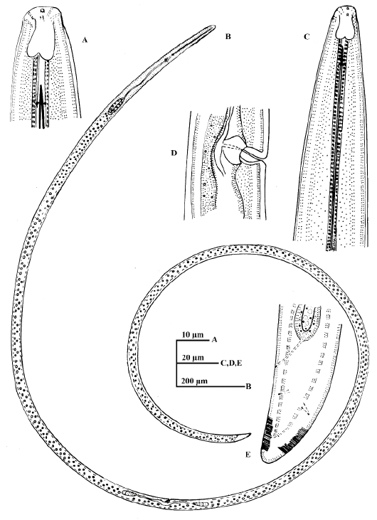 Figure 7: