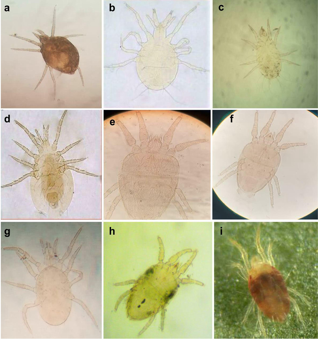 Figure 2: