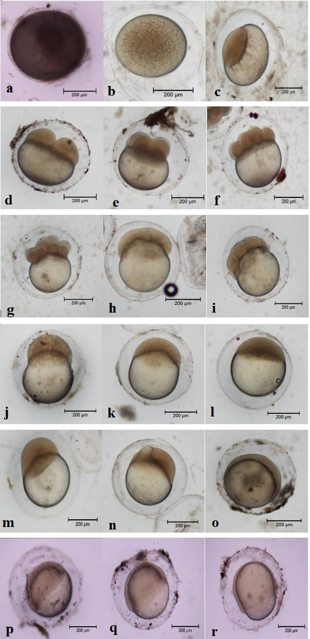 Figure 2a: