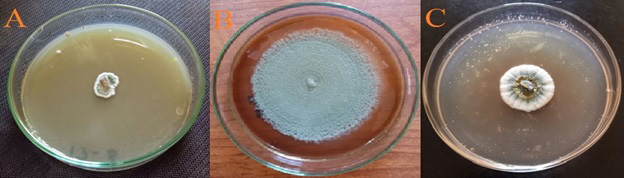 Figure 3: