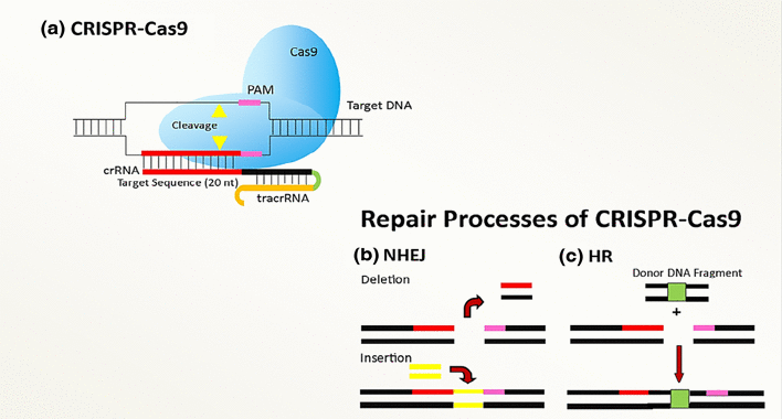 Figure 2: