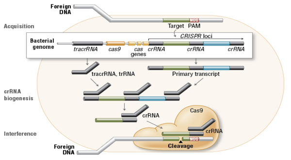 Figure 3: