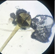 Figure 5: