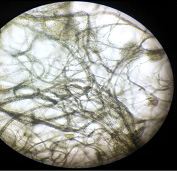 Figure 6: