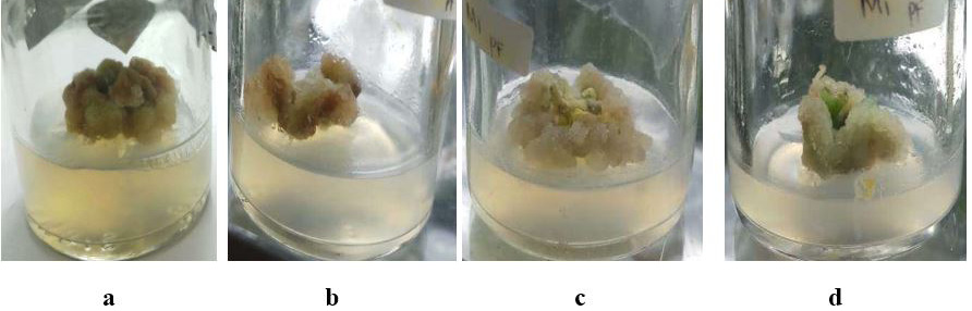 Figure 2: