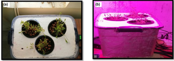 Figure 6: