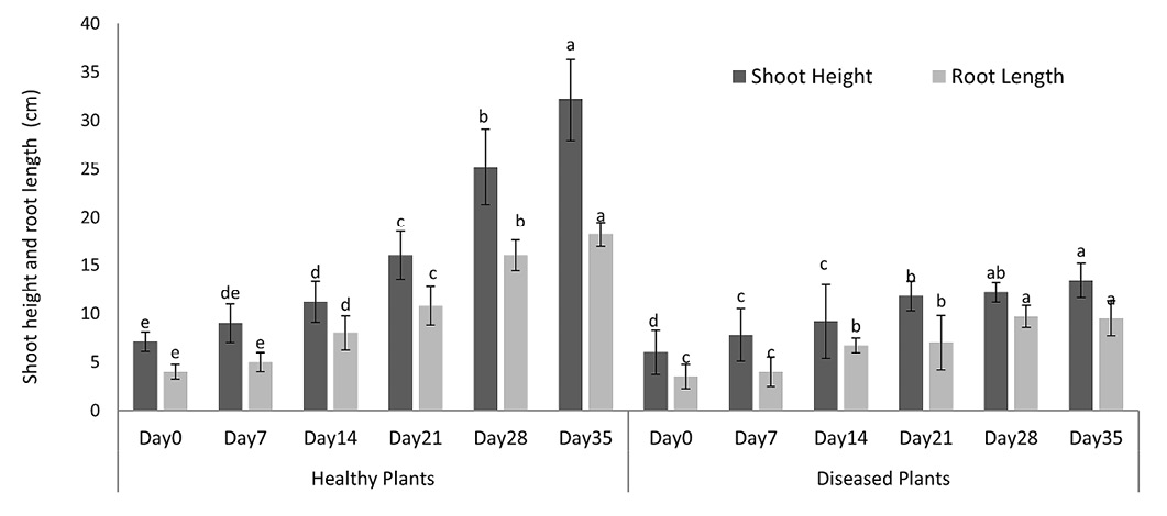 Figure 2: