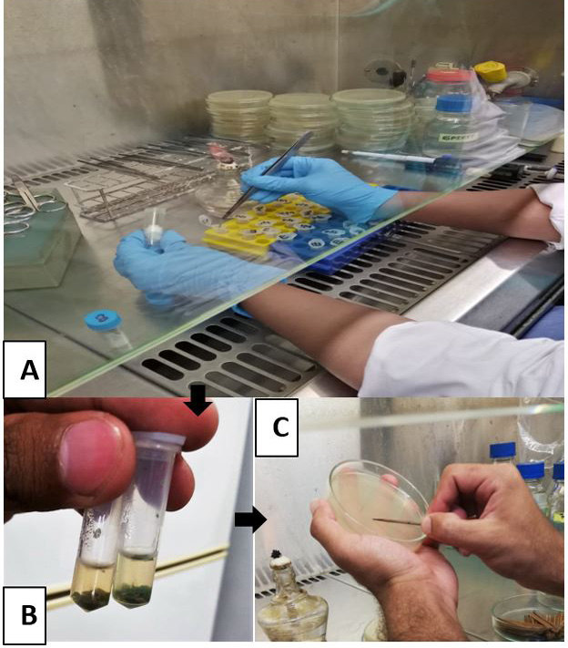 Figure 2: