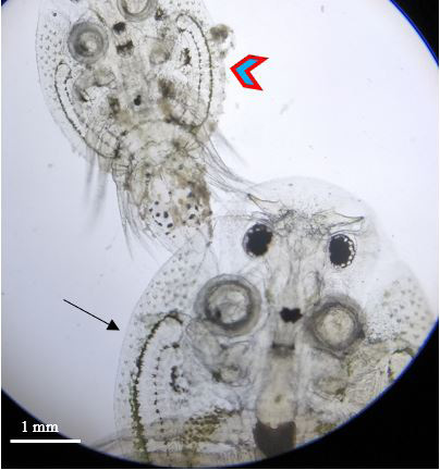 Figure 4: