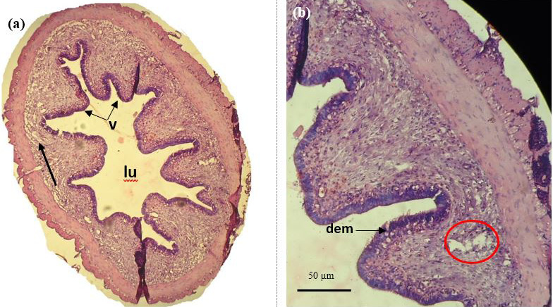 Figure 11: