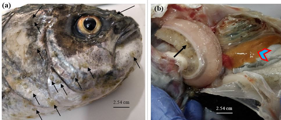 Figure 2: