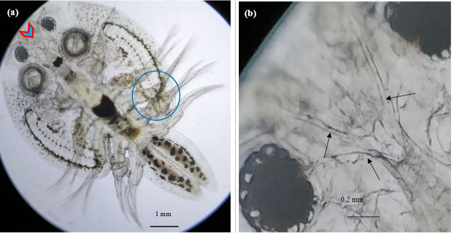 Figure 3:
