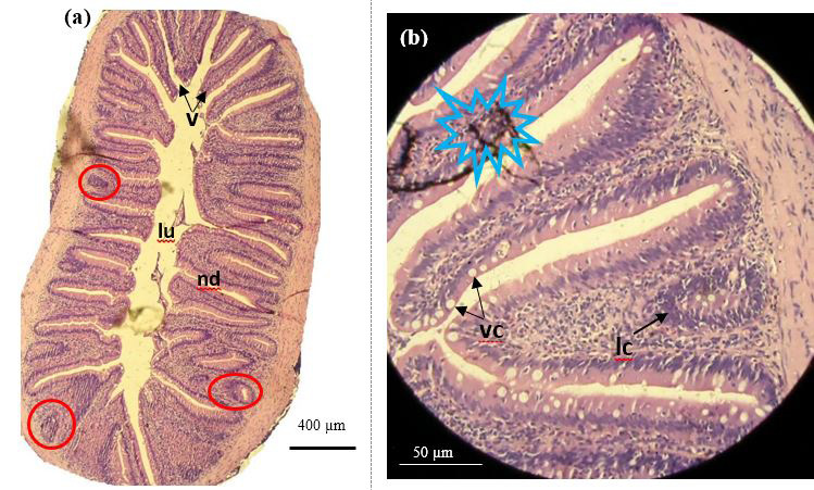 Figure 10:
