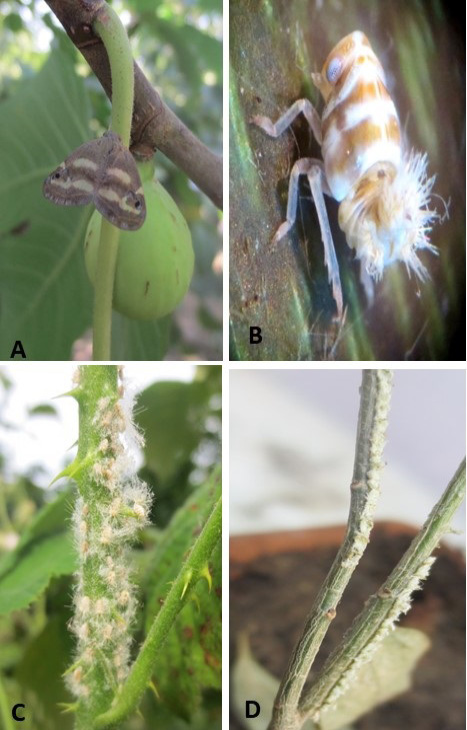 Figure 5:
