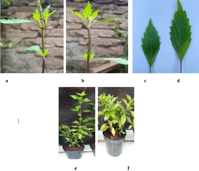 Figure 2: