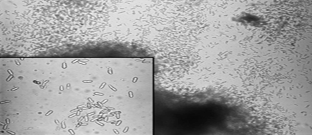 Figure 2: