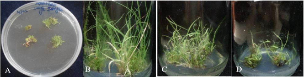 Figure 3: