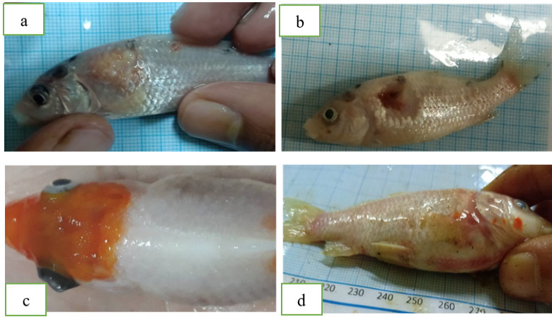 Figure 2: