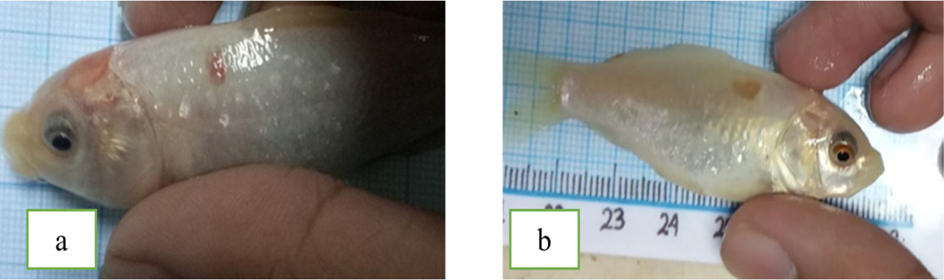 Figure 3: