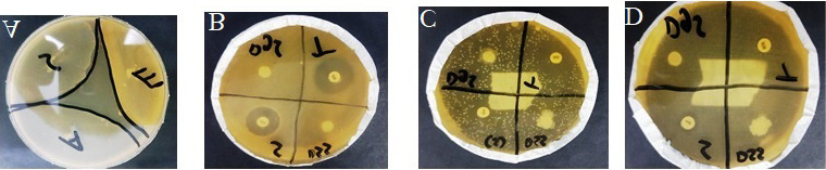 Figure 2: