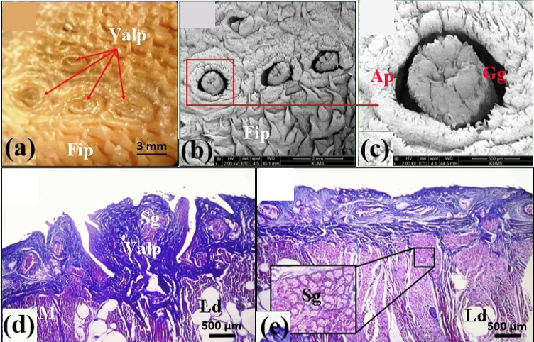 Fig. 4.