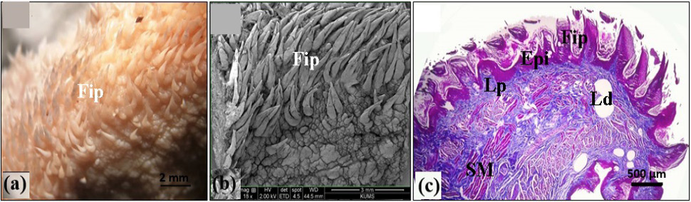 Fig. 2.